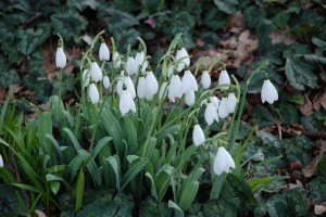Bring Snowdrops in from outside