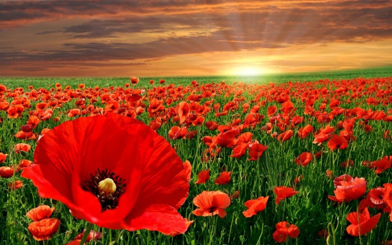 From Tipperary to Flanders Fields - Queen's Theatre Hornchurch